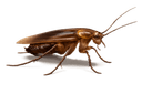 Cockroach Control