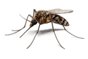 Mosquito Control