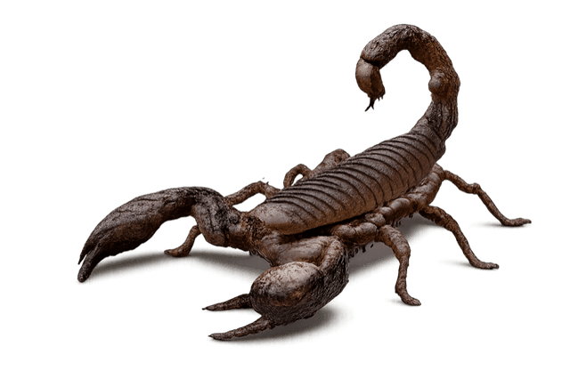 Scorpion & Stinging Insects Control