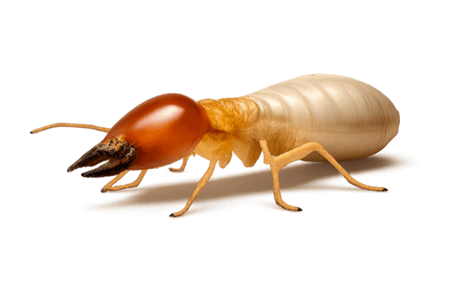 Termite Control