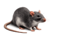 Rodent Control