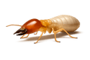 Termite Control